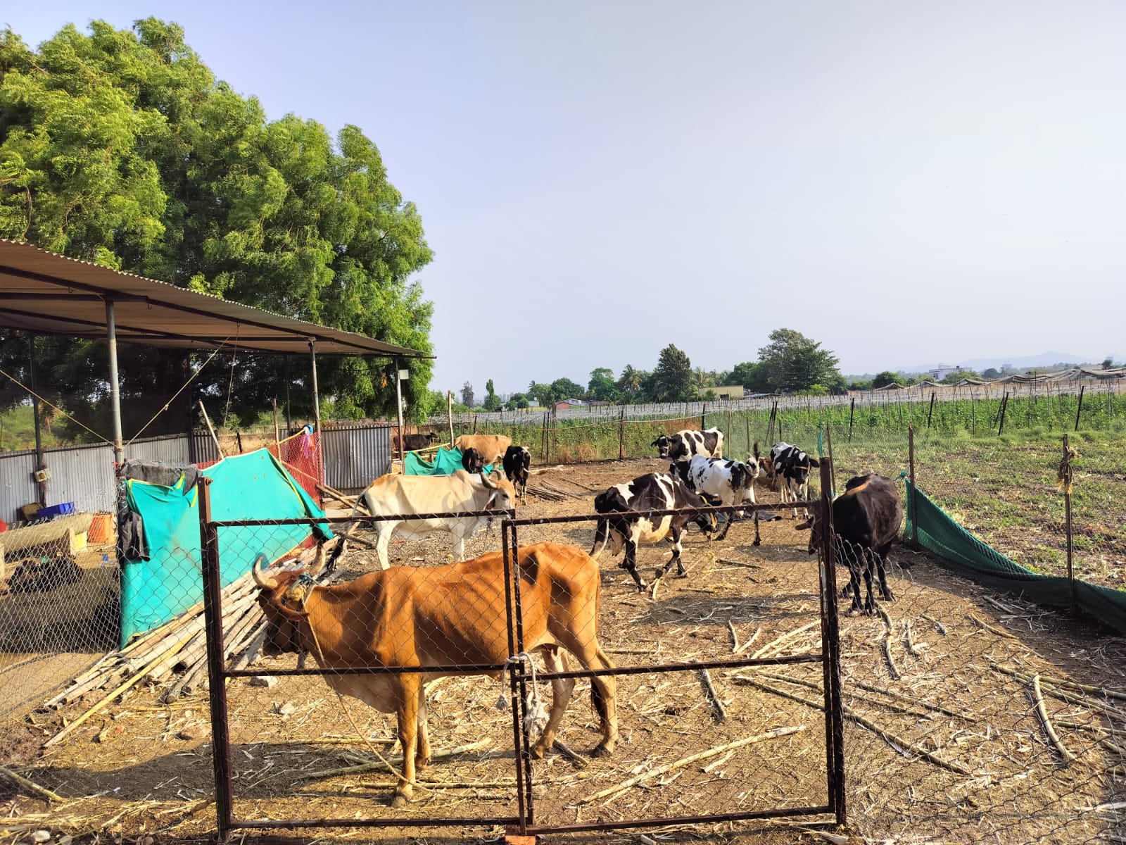 Gau Seva Gallery 6