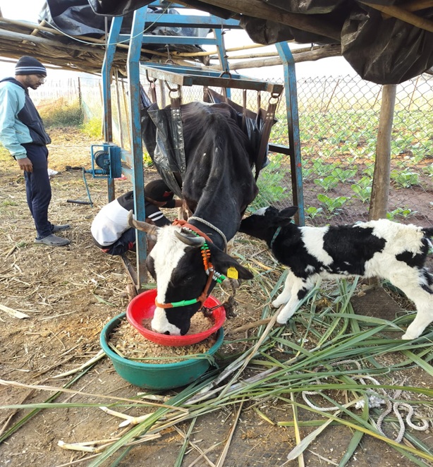 Cows caring for each other