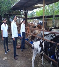 Cow feeding at Sodai Goshala