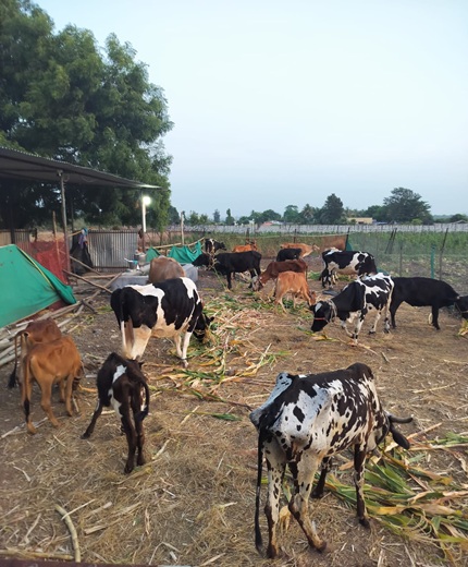 Cows at Sodai Goshala