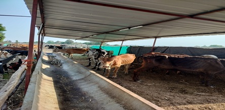Cow feeding area at gaushala