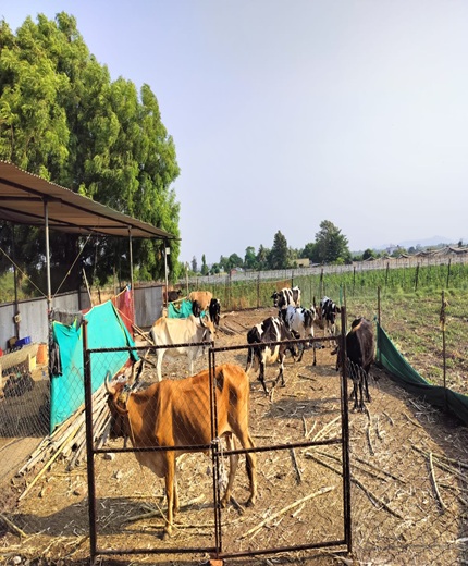 Devotees offering Gau Seva