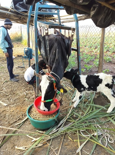 Cows resting at Sodai Goshala